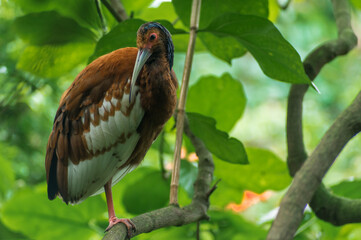 full view of a madagascan crested ibis (lophotibis cristata) sitting on a branch in front of green jungle foliage