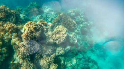Naklejka na ściany i meble Beautiful corals of underwater world, Queensland, Great Barrier Reef