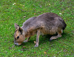 High angle view of Patagonian Mara (Dolichotis Patagonum) sitting on a patch of grass feeding.