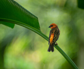 The red fody (Foudia madagascariensis), also known as the Madagascar fody in Madagascar, red cardinal fody in Mauritius, or common fody, sitting on a twig in green jungle scene