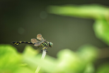 水辺で休んでいるウチワヤンマという名のトンボです