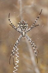 Argiope lobata, España