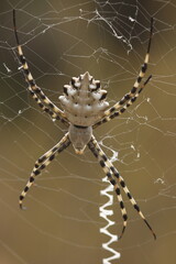 Argiope lobata. España