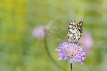 Marbled white (Melanargia galathea).