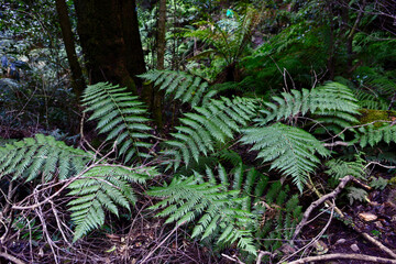 ferns in the forest
