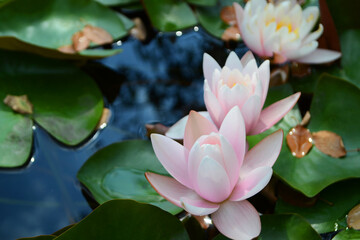 Three pink water lilies close-up in the park.