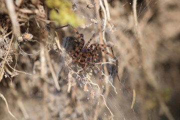 agelena labyrinthica spider macro photo