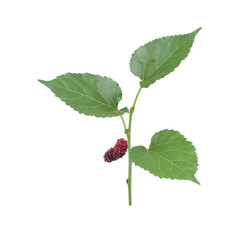 Ripe mulberries fruit whit green leaves  isolated on white background. healthy mulberry fruit food isolated