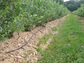 Agricultural traffic areas overgrown with weeds, behind a blueberry plantation in a green...