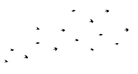 Flock of birds flying isolated on white background