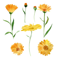 Set of calendula officinalis or daisy flower. Watercolor vector botanical illustration. Perfect for cosmetics, medicine, treating, aromatherapy, nursing, label design, field bouquet.  - obrazy, fototapety, plakaty