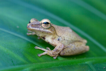 Green Frog on a Green Leaf Close Up Low Angle
