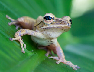 Green Frog on a Green Leaf Close Up Low Angle