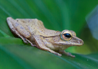 Fototapeta premium Green Frog on a Green Leaf Close Up Low Angle