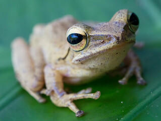 Obraz premium Green Frog on a Green Leaf Close Up Low Angle