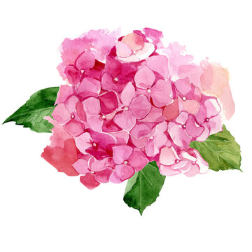 Watercolor vector illustration pink hydrangea flower on white background. Hand-painted botanical illustration. Flat lay, top view