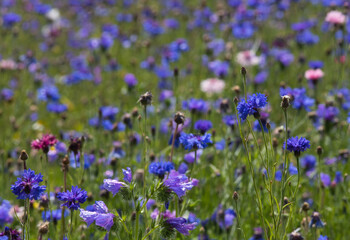 champ de bleuets