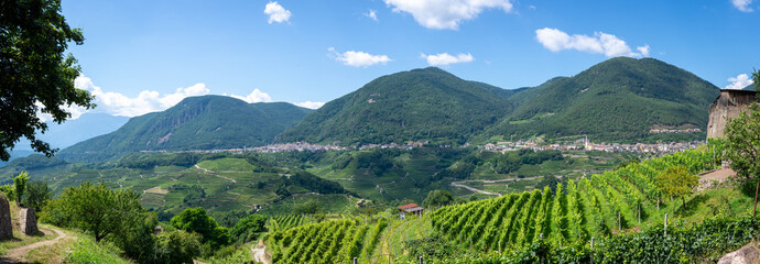 Weinberge in Trentino