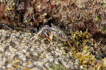Cangrejo de roca IV
