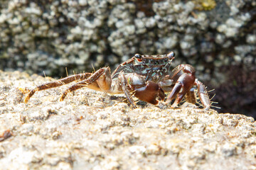 Cangrejo de roca 