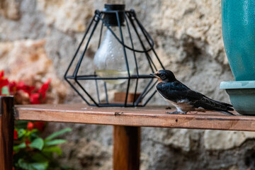Hirondelle rustique © interludephoto