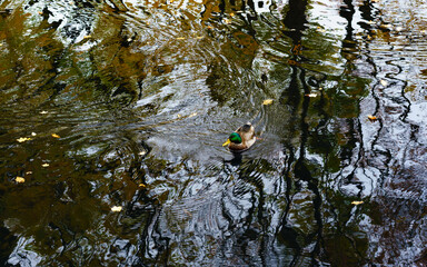 Parks in St. Petersburg, Russia.