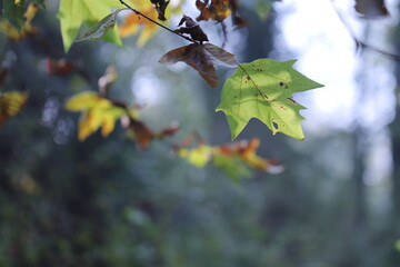 foglie di platano in autunno