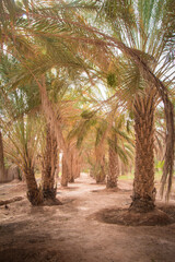 palm trees in the oasis