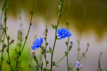 wilder Chicrée , blaue Blume am Wasser, Naturschutzgebiet , Ammerdamm