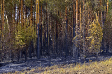 Pine forest after a ground fire