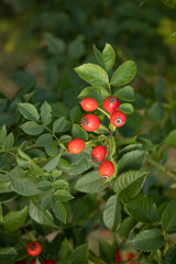 Rosa canina wild hips bush with red berries