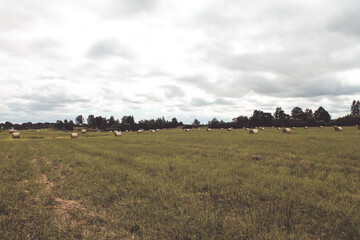 Obraz premium field of wheat