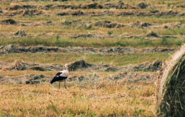 Obraz na płótnie Canvas stork in the field