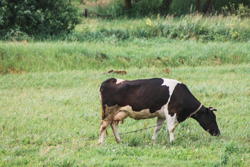 cows in a meadow