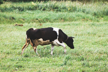 black and white cow