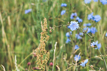 chicory flowers