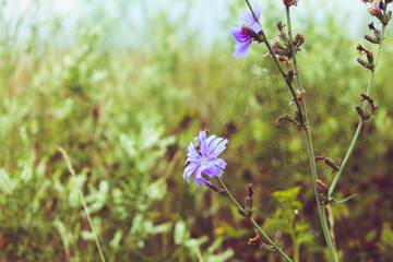 flowers in the meadow
