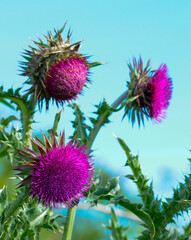 Thistle Flowers in bloom