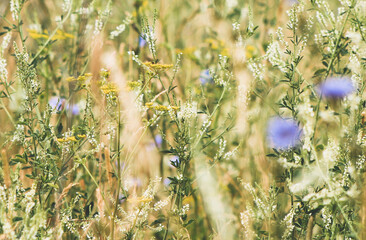 flowers in the field