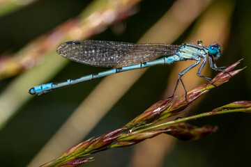 Eine blaue Federlibelle in ihrer natürlichen Umgebung