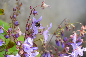 Bee on wild flowers 