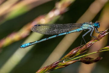 Eine blaue Federlibelle in ihrer natürlichen Umgebung