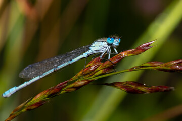 Eine blaue Federlibelle in ihrer natürlichen Umgebung