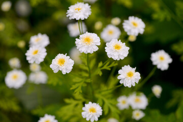 Little white flowers in a field