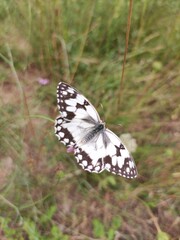 butterfly on a leaf