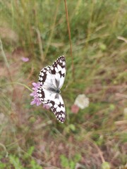 butterfly on a flower