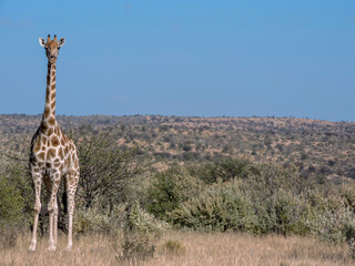 Giraffe in the bushveld. Location: Namibia.