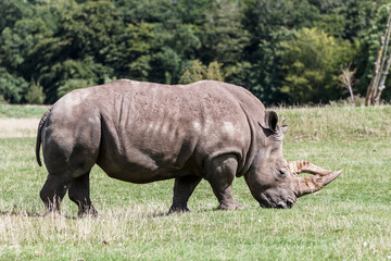 White Rhino in Grass Field