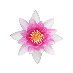 Beautiful water lily flower isolated on a white background.