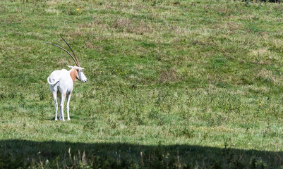 Obraz na płótnie Canvas Scimitar-horned oryx in green field